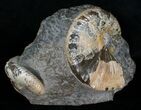 Two Hoploscaphites Ammonites In Matrix - South Dakota #6127-1